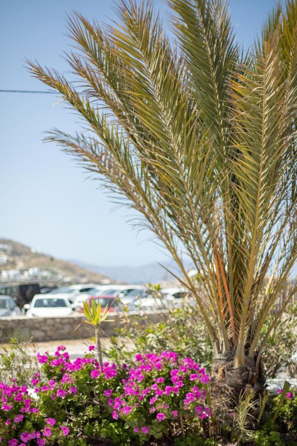 Eleftheria Hotel & Apartments Ornos  Bagian luar foto